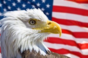 image of bald eagle