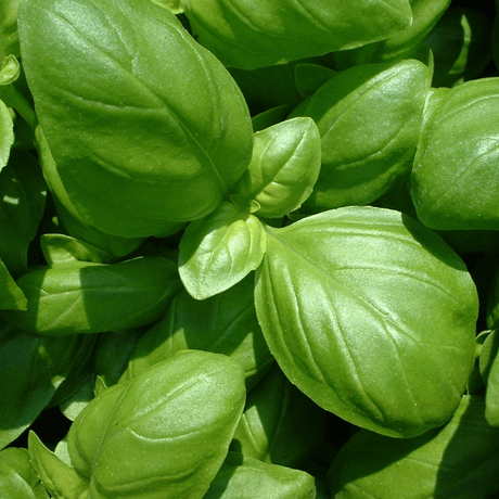 Basil can reduce hair loss