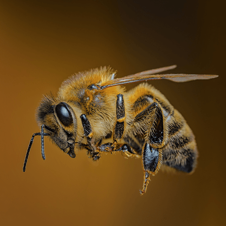 Bee